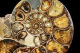 Rare, Ammonite (Argonauticeras) - Befandriana, Madagascar #168520-3